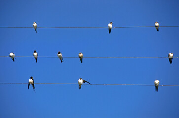 Hirondelle rustique, Hirondelle de cheminée,.Hirundo rustica, Barn Swallow,