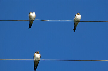 Hirondelle rustique, Hirondelle de cheminée,.Hirundo rustica, Barn Swallow, © JAG IMAGES