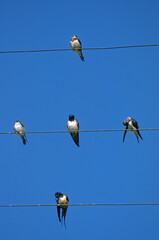 Hirondelle rustique, Hirondelle de cheminée,.Hirundo rustica, Barn Swallow, © JAG IMAGES