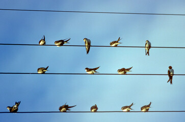 Hirondelle de fenêtre,.Delichon urbicum, Western House Martin