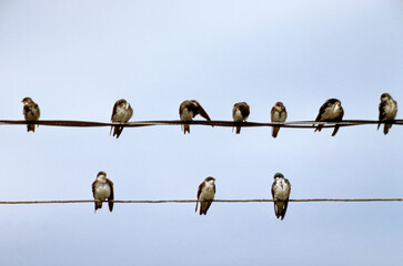 Hirondelle de fenêtre,.Delichon urbicum, Western House Martin © JAG IMAGES