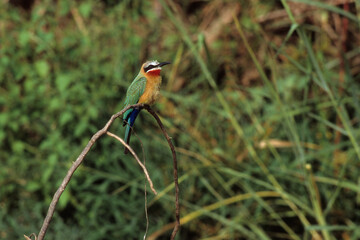 Guêpier à front blanc,.Merops bullockoides, White fronted Bee eater