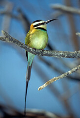 Guêpier à gorge blanche,.Merops albicollis, White throated Bee eater