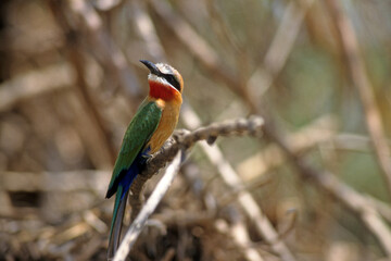 Guêpier à front blanc,.Merops bullockoides, White fronted Bee eater