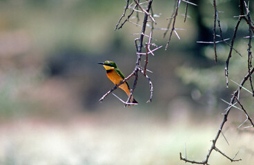 Guêpier nain,.Merops pusillus , Little Bee eater