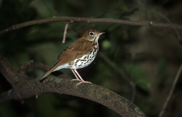 Grive des bois,.Hylocichla mustelina, Wood Thrush, Catharus mustelinus