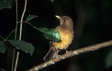 Grive des bois,.Hylocichla mustelina, Wood Thrush, Catharus mustelinus
