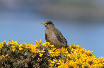 Merle austral,.Turdus falcklandii, Austral Thrush, Iles Falkland, Malouines