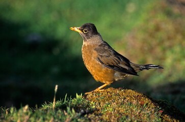 Merle austral,.Turdus falcklandii, Austral Thrush, Iles Falkland, Malouines
