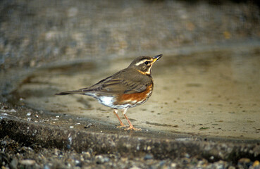 Grive mauvis,.Turdus iliacus, Redwing
