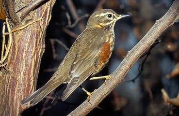 Grive mauvis,.Turdus iliacus, Redwing