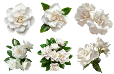 Collection set bunch bouquet of Gardenia jasminoides cape jasmine flower floral with leaves on transparent cutout PNG. Many different angles. Mockup template artwork graphic design