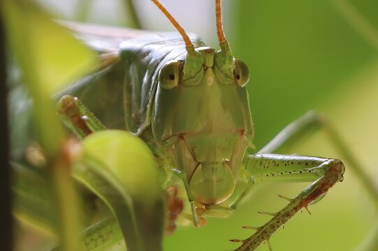 close up of grasshopper