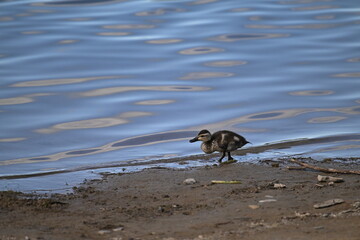 Young duck on the water