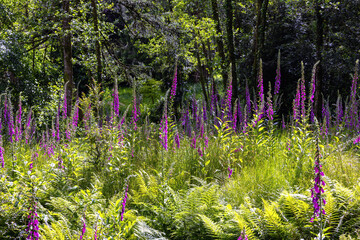 Foxglove wildflowers blooming in woodland. Vibrant pink flowers in bright sunshine in lush forest...