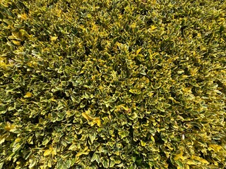 A close-up full-frame background image of the leaves of the Golden Euonymus Japonicus 'Aureomarginatus' shrub. Foliage of Euonymus variegated or japonicus, evergreen spindle, or Japanese spindle.
