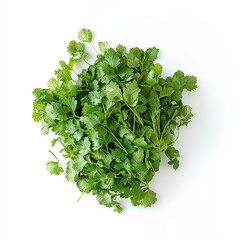 Fototapeta premium A bunch of fresh coriander leaves, floating with a natural, airy arrangement, some leaves overlapping slightly, isolated on a white background