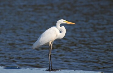 Great White Egret