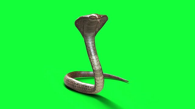 3d Illustration King Cobra The World's Longest Venomous Snake Isolated on Black Background, King Cobra Snake with Clipping Path.