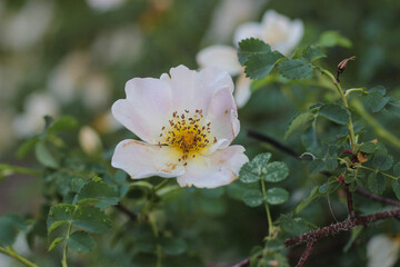 White rose blossom surrounded by lush green foliage in a vibrant garden during springtime