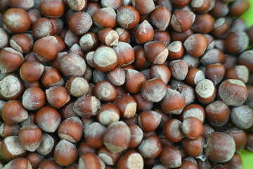 Background of Hazelnuts