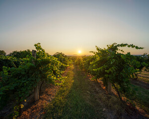 Vineyard agricultural fields in the countryside, beautiful aerial landscape during sunrise.