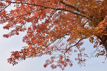 カラフルに色ずいた秋の木々
