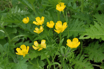 黄色い花、ミヤマキンバイ、高山植物