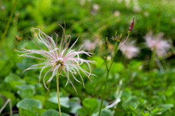 綿毛のチングルマ、8月の立山