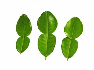 Fototapeta premium Kaffir lime leaves on a white background. Used for cooking and as an herb that is beneficial to the body.