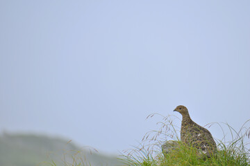 	夏の立山、ライチョウは曇りが好き