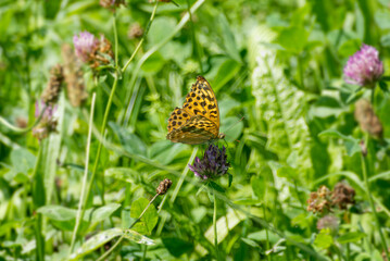 Silver-washed Fritillary butterfly (Argynnis paphia) sitting on pink flower in Zurich, Switzerland