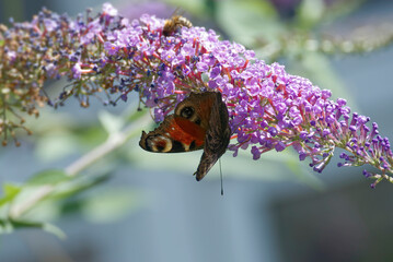 European peacock butterfly (Aglais io) perched on summer lilac in Zurich, Switzerland