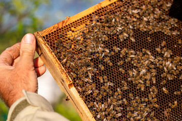 Beekeeper inspecting honeycomb frame outdoors in sunlight. A beekeeper carefully examines a honeycomb frame filled with active bees.