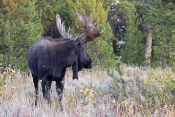 Bull Moose During the Rut in Autumn in Wyoming