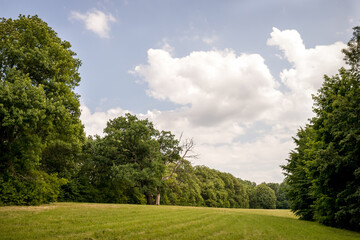 Sunny afternoon in a lush green field with scattered clouds. A peaceful green field under a blue sky with fluffy clouds, surrounded by trees.
