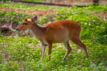 Deer in the zoo
