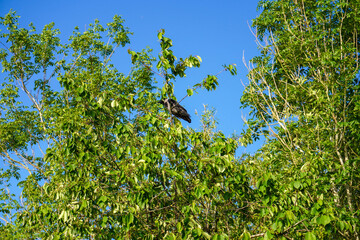 A solitary bird perched on a tree, showcasing its quiet presence amidst nature
