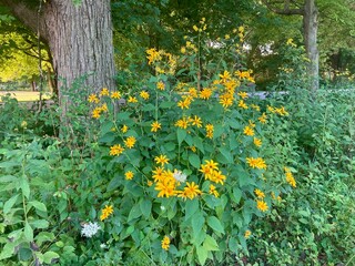 wildflowers along path