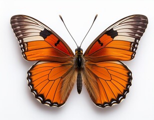 Orange Monarch Butterfly