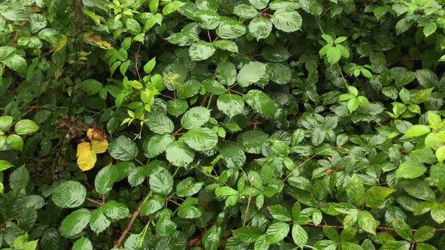 Trees with wet green lush foliage and leaves in a forest during rain, tree trunks and branches, natural wilderness, vertical video
