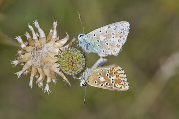 Hauhechel Bläulin