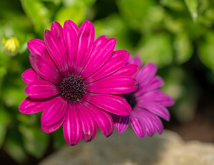 close up of pink flower