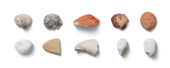 A diverse assortment of rocks and seashells displayed together, each exhibiting distinct shapes and colors typical of coastal environments