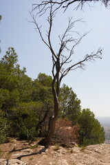 Arbor en medio de la naturaleza 
