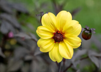 yellow flower