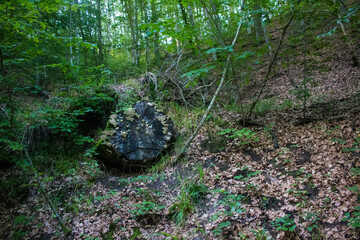 Las Bażantarnia -Elbląg  © Patryk