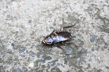 Cockroach are a paraphyletic group of insects belonging to Blattodea. Its other name roaches....