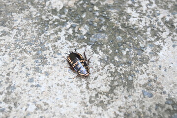 Cockroach are a paraphyletic group of insects belonging to Blattodea. Its other name roaches. It is a house insects. These are found in almost all the houses. 
