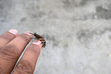 Cockroach are a paraphyletic group of insects belonging to Blattodea. Its other name roaches. It is a house insects. These are found in almost all the houses. 
